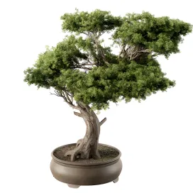 Indoor plant bonsai plant
